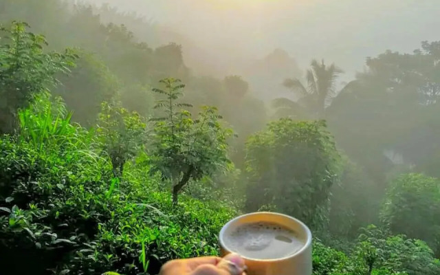 Rainforest Nature House