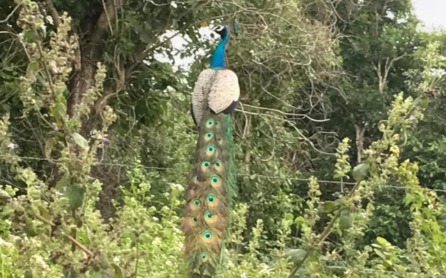 Peacock Resort Anuradhapura