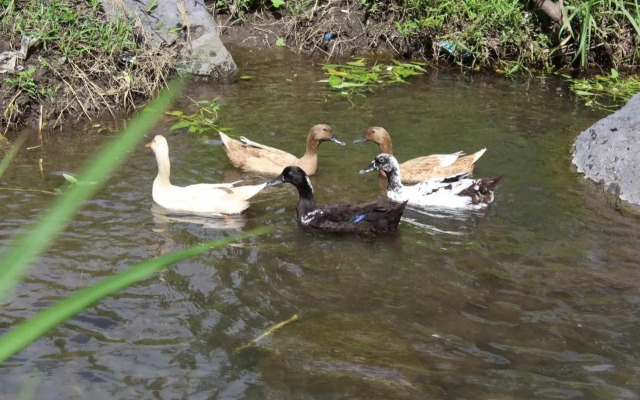 Pondok Tepi Sungai