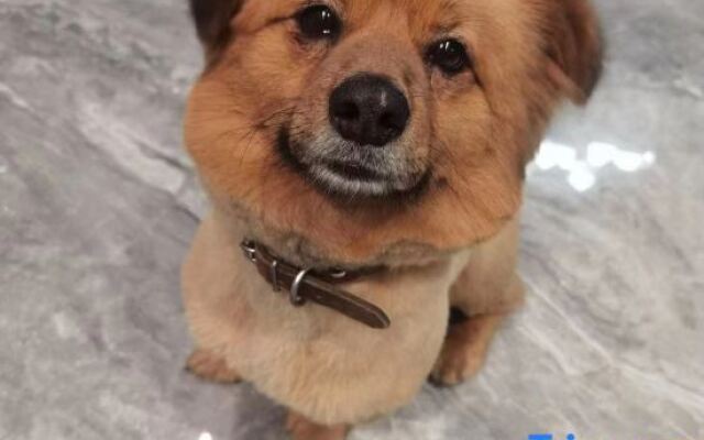 Shanghai Oak Su OAK·Parent-child Vacation·Pool Vacation Beauty Su