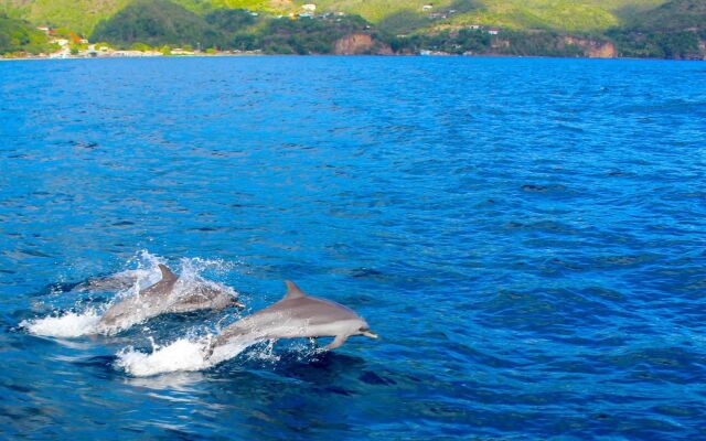 Anchorage Hotel, Whale Watch & Dive Center