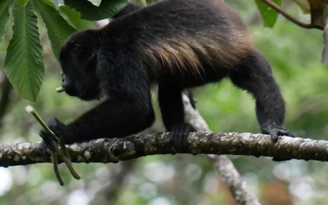 La Ceiba Tree Lodge