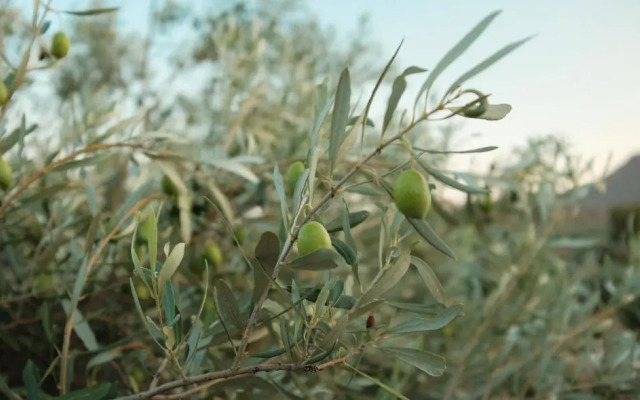 Olive Grove