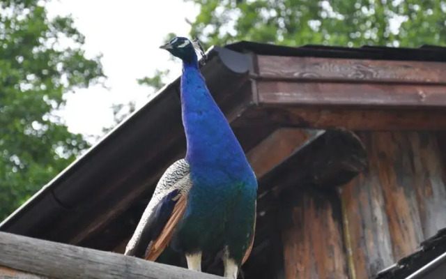 Complex Turistic Valahia