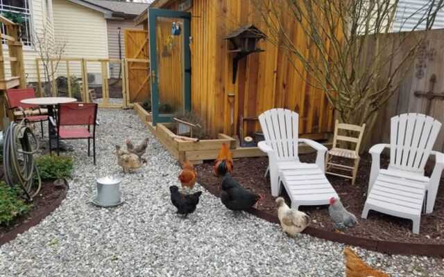 Silly Chickens Lodge B&B