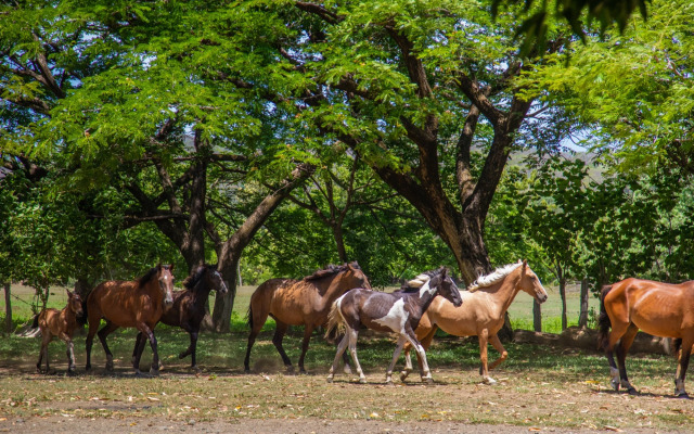 Rancho Humo Estancia