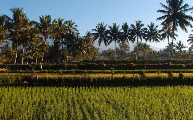 Les Rizieres Lombok - Tetebatu