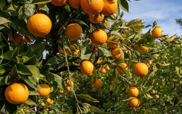 Hôtel Vendôme Menton