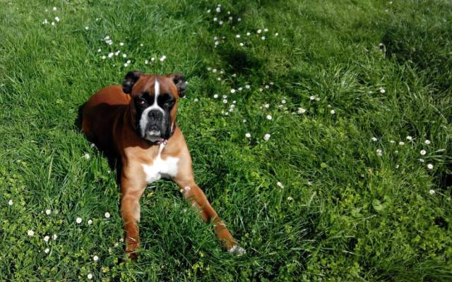 Chambre d'Hôtes Le Clos de Gémozac