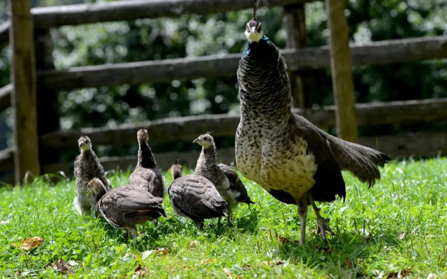 Tourist Farm Arbajter