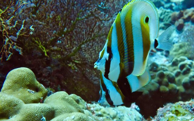 Perhentian Island Resort