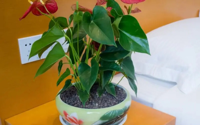 Vatica Hefei Feixi County Southwest Automobile Cit