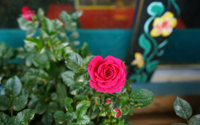 Saigonese Trekking House - Hostel