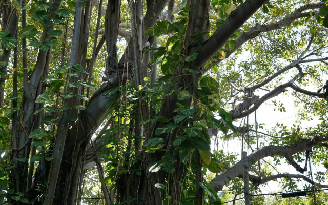 The Banyan Resort