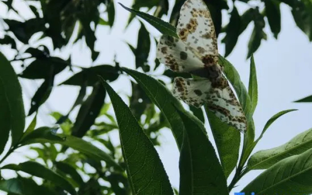 Homeland Ecological Park Homestay, Beijing