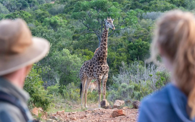 Elephants Lodge - Bellevue Forest Reserve