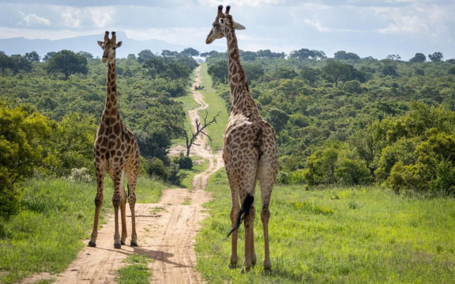 Tangala Safari Camp