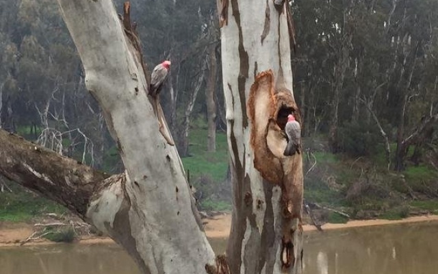 Shamrock Hotel – Outside – Echuca