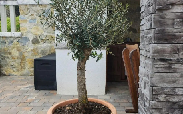 Vila Marija