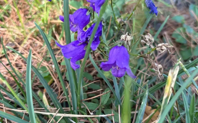 Linnaya polyana