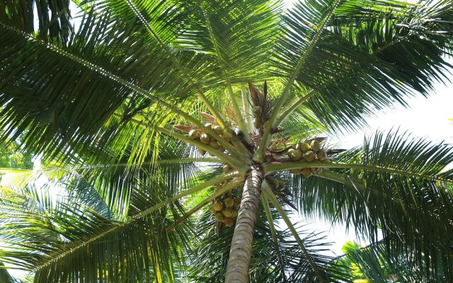 Lime Cabanas Sri Lanka