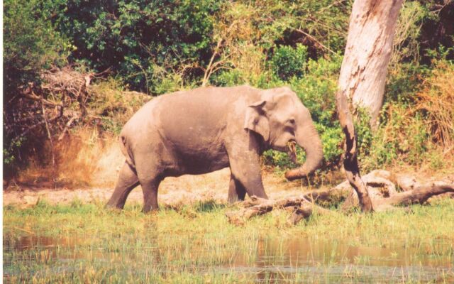 Explorer by Eco Team - Kumana National Park