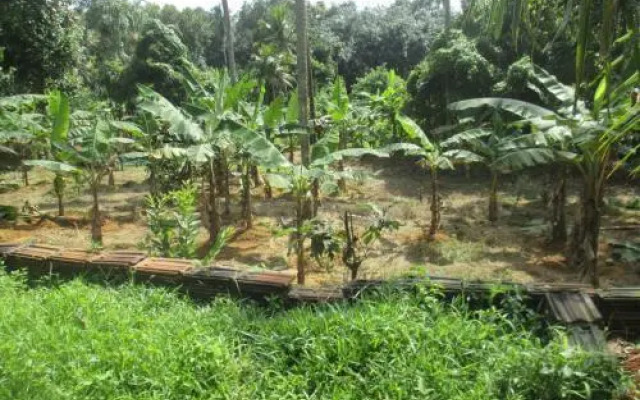 Vayal