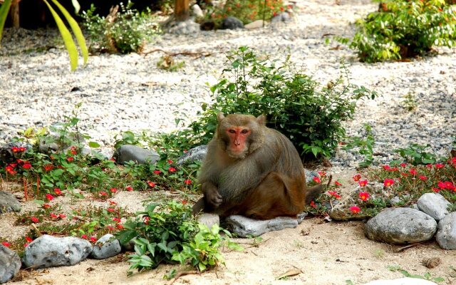 Monkey Island Cruise