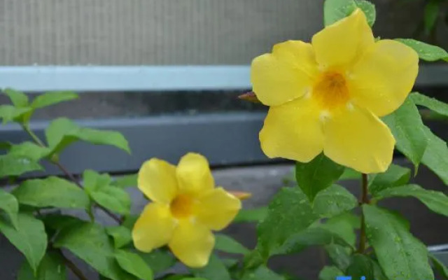 Tianhe Hotel (Shenzhen Bao'an Airport)