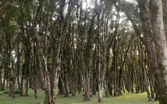 Villa Passaredo