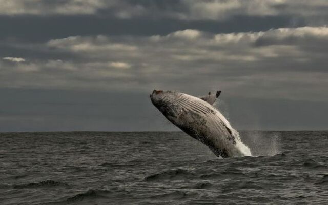 Royal Whale Watching