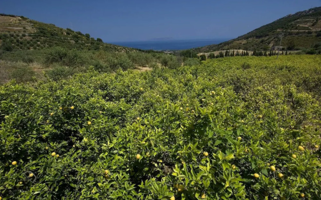 La Collina degli Ulivi - Casa Limoni 2
