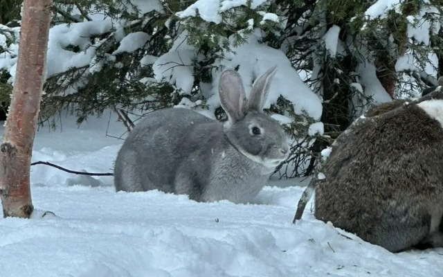 У Сейдозера