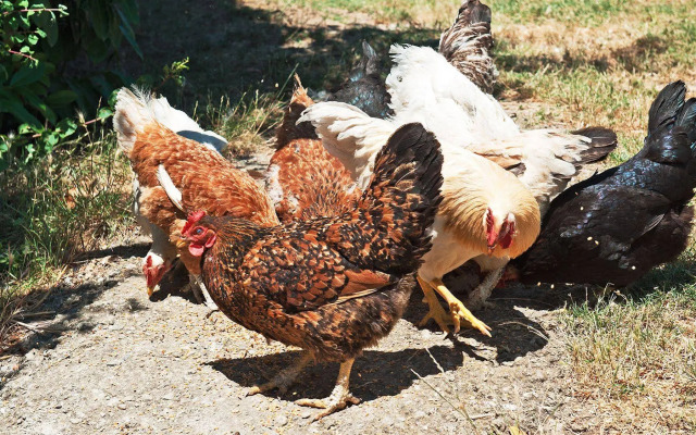 Agriturismo La Buca di Bellugi