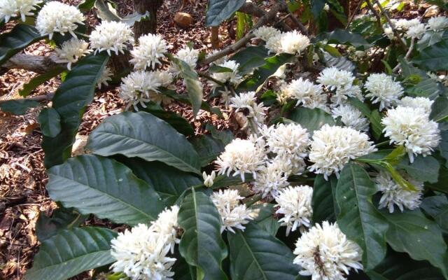 Three Hills Coorg