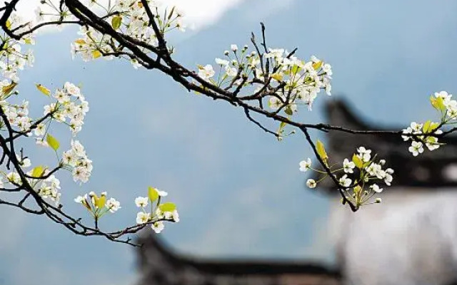 Wuyuan Yebing Photography Store
