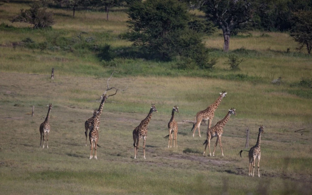Elewana Serengeti Migration Camp