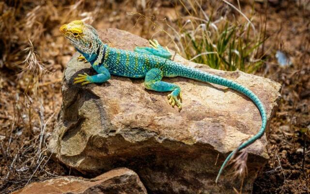 Stone Lizard Lodging