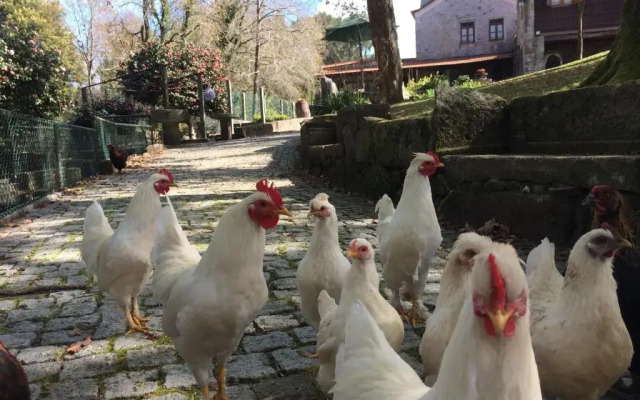 Quinta Padre Lobo