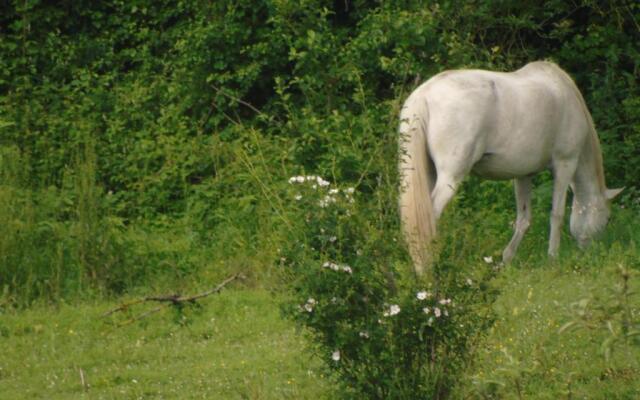 Zikoinaren Txokoa ( El Txoko de la cigüeña )