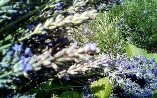 Soba Lavanda