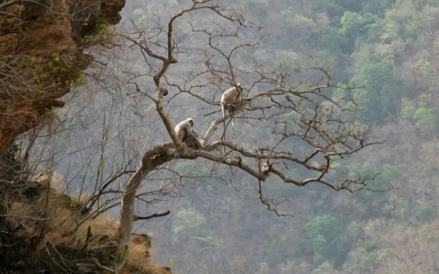 Auranya The Mystical Himalayan Retreat