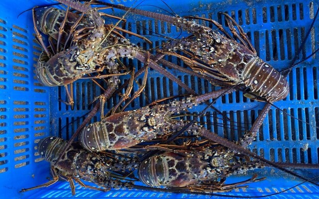 Catamaran en Kuna Yala