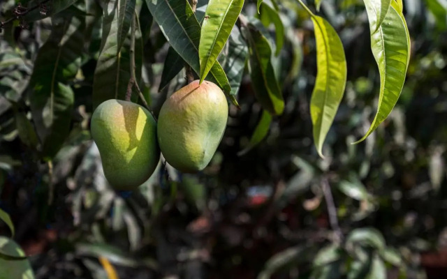 Saffron Stays Gardenia