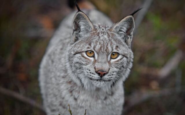 Schmankerl Hotel Bauer
