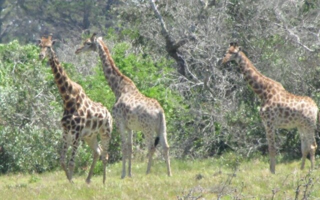 All Africa J Bay Lodge