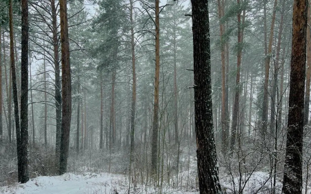 Путь Шамана