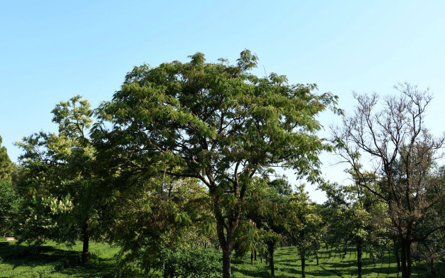 Mastiff Villa Camellia - A Tea Estate Hotel
