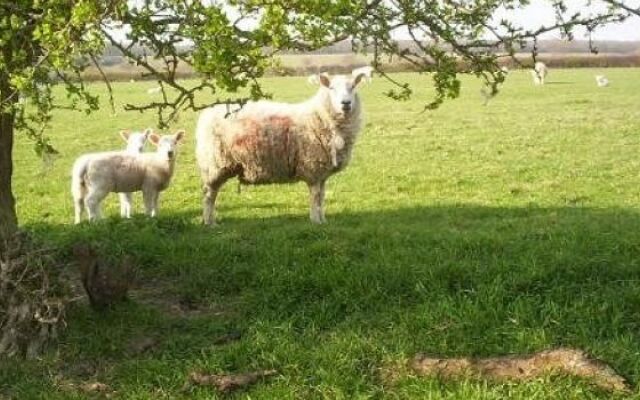 Phepson Farm B&B