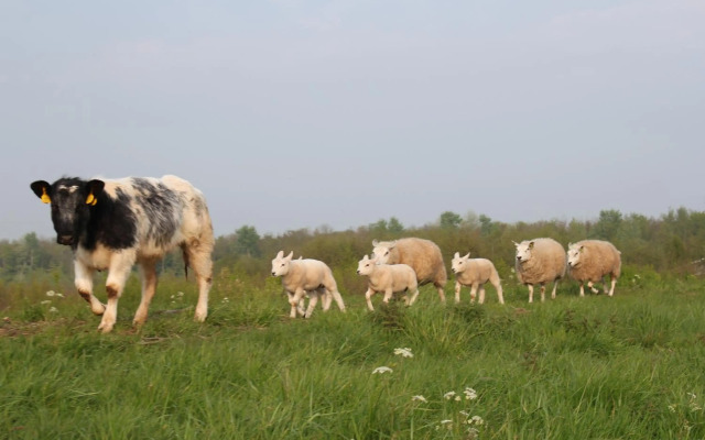 Vakantiehuis Rust in de onruste